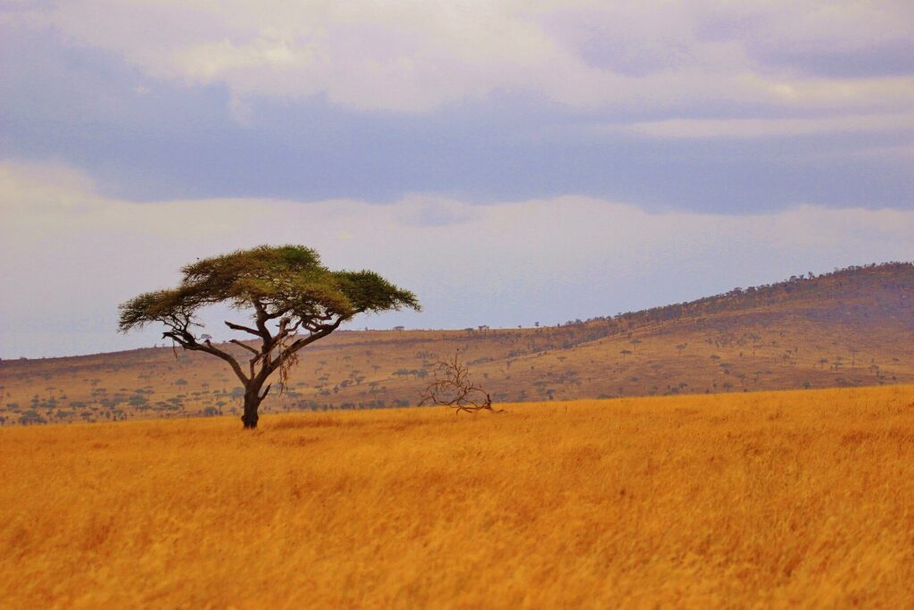 Eine einzelne Schirmakazie in einer Ebene aus goldenem Gras, bewaldete Hügel am Horizont