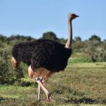 Ein Straußenhahn mit schwarzem Gefieder, hellbeigen Flügelspitzen und Schwanzfedern läuft über kurzes Gras, den langen grauen Hals aufgerichtet, niedriger Busch hinter ihm unter blauem Himmel