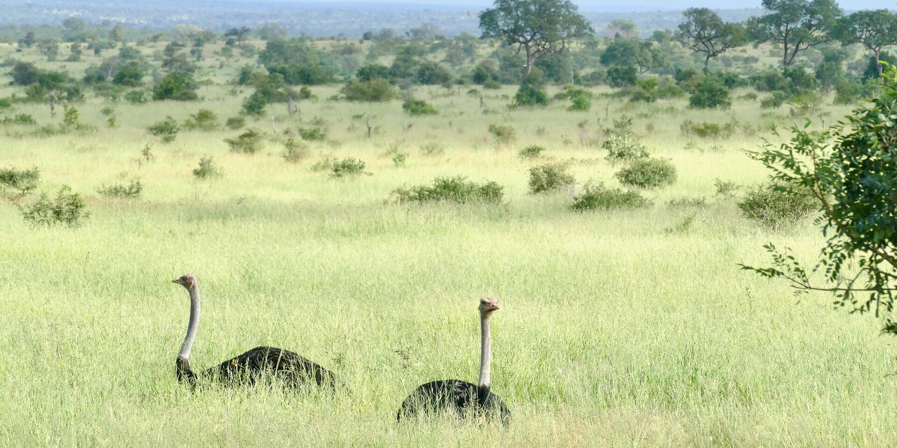 Zwei Straußenmännchen mit schwarzem Körper und langem grauem Hals ragen aus dem hohen grünen Gras einer mit Büschen durchsetzten Ebene