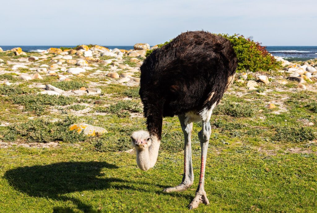 Ein Straußenmännchen neigt den Kopf zum kurzen Gras, mit schwarzem Gefieder, graublauem Hals und geröteten Beinen, dahinter helle Felsen und der Ozean
