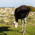 Ein Straußenmännchen neigt den Kopf zum kurzen Gras, mit schwarzem Gefieder, graublauem Hals und geröteten Beinen, dahinter helle Felsen und der Ozean