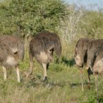 Vier graubraune Straußenweibchen grasen mit gesenktem Kopf im grünen Gras vor einer Akazie, eines von ihnen hebt den Hals