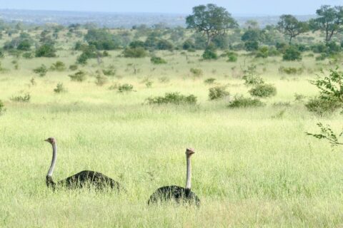 Zwei Straußenmännchen mit schwarzem Körper und langem grauem Hals ragen aus dem hohen grünen Gras einer mit Büschen durchsetzten Ebene