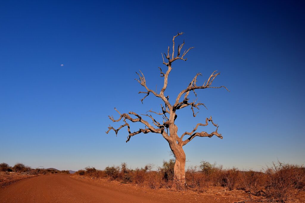 Ein abgestorbener Bleiholzbaum mit kahlen Ästen am Rand einer roten Erdpiste, der Mond an einem tiefblauen Himmel der Trockenzeit
