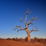 Ein abgestorbener Bleiholzbaum mit kahlen Ästen am Rand einer roten Erdpiste, der Mond an einem tiefblauen Himmel der Trockenzeit