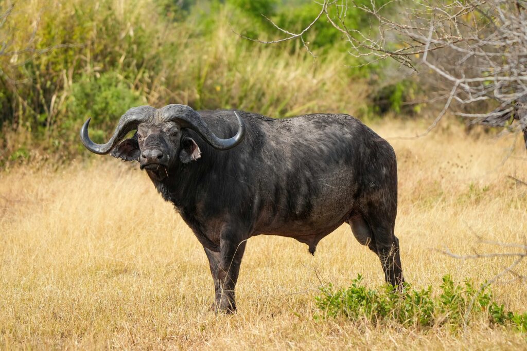 Ein Büffelbulle steht im Profil im gelben Gras, den Kopf zur Kamera gedreht, mit dicken Hörnern und gefransten Ohren
