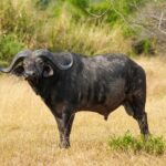 Ein Büffelbulle steht im Profil im gelben Gras, den Kopf zur Kamera gedreht, mit dicken Hörnern und gefransten Ohren