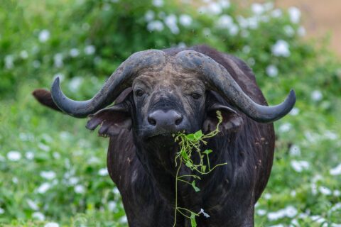 Ein Büffel von vorn, die Hörner wie ein Helm auf der Stirn zusammengewachsen, einen grünen Halm im Maul, umschwirrt von Fliegen