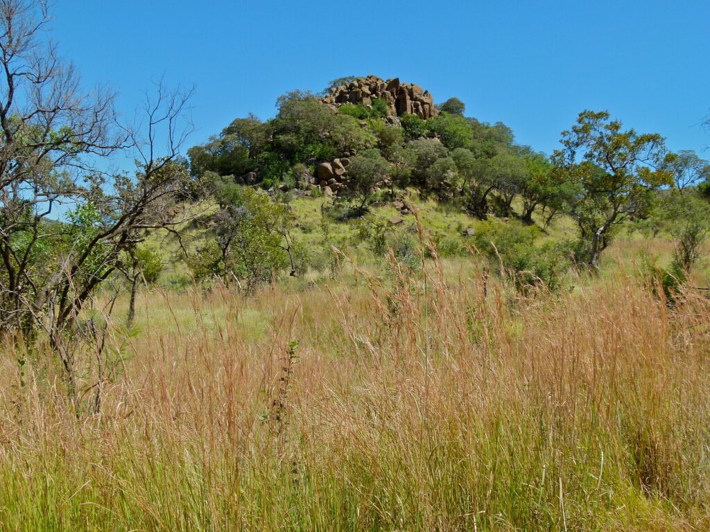 Ein Hügel, gekrönt von großen braunen Felsen und grünen Bäumen, erhebt sich hinter hohem goldenem Gras unter wolkenlos blauem Himmel