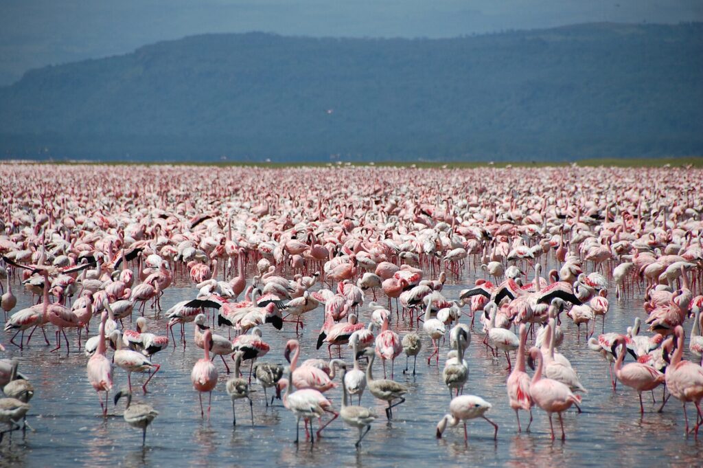 Tausende rosa Zwergflamingos, dazwischen einige graue Jungvögel, bedecken das flache Wasser des Sees bis zum Horizont vor dunklen Hügeln