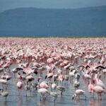Tausende rosa Zwergflamingos, dazwischen einige graue Jungvögel, bedecken das flache Wasser des Sees bis zum Horizont vor dunklen Hügeln