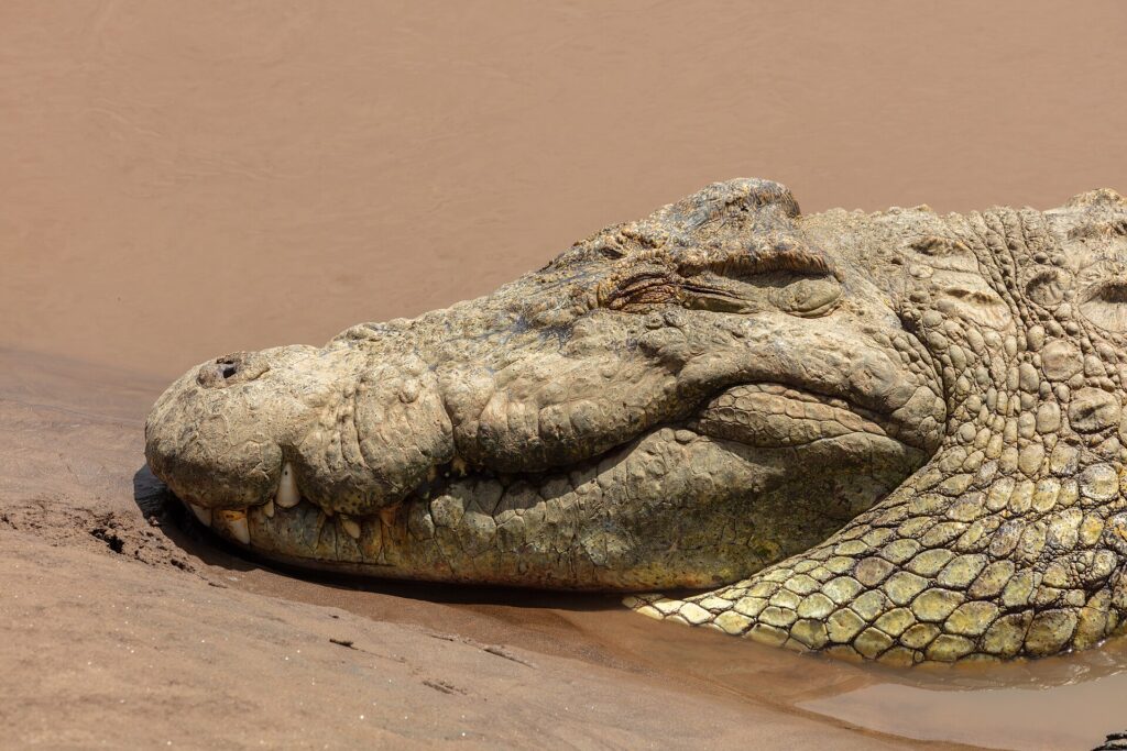 Nahaufnahme vom Kopf eines Nilkrokodils auf nassem Sand, das Auge geschlossen, die Zähne ragen aus dem Kiefer, dahinter braunes Wasser