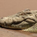 Nahaufnahme vom Kopf eines Nilkrokodils auf nassem Sand, das Auge geschlossen, die Zähne ragen aus dem Kiefer, dahinter braunes Wasser