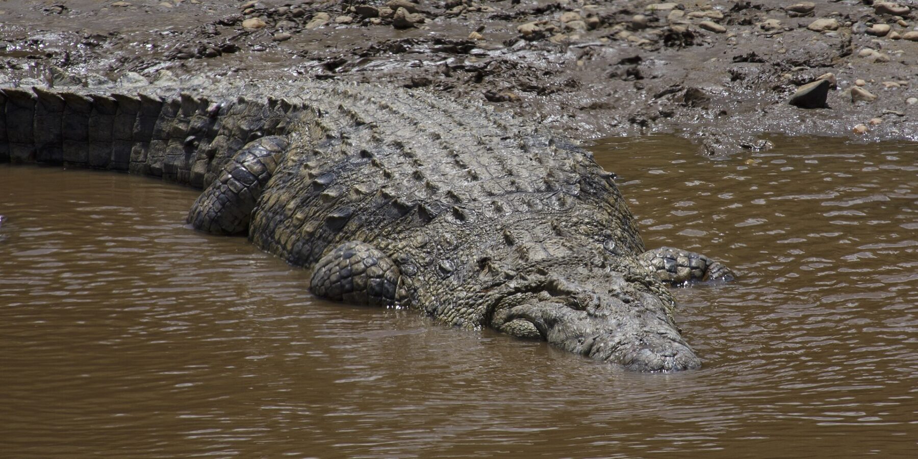 Ein großes Nilkrokodil gleitet von einem Ufer aus Schlamm und Kieseln ins braune Wasser, der gepanzerte Rücken von oben gesehen, der Kopf schon untergetaucht