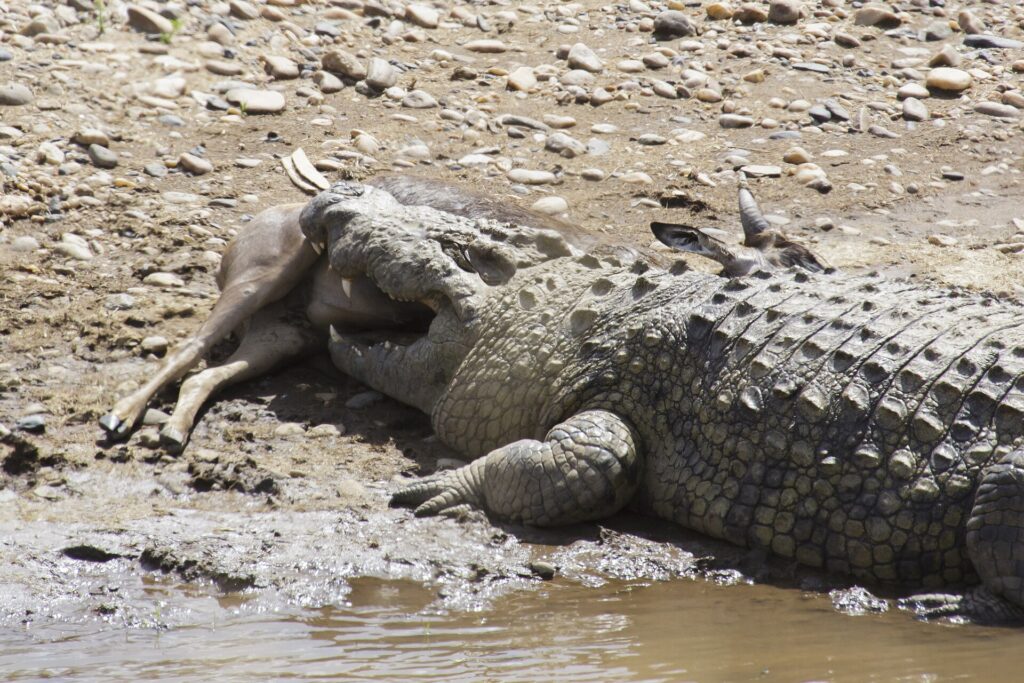 Ein Nilkrokodil liegt an einem Kieselufer und hält eine tote Antilope im Maul, die Beine der Beute sind noch zu sehen