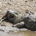 Ein Nilkrokodil liegt an einem Kieselufer und hält eine tote Antilope im Maul, die Beine der Beute sind noch zu sehen