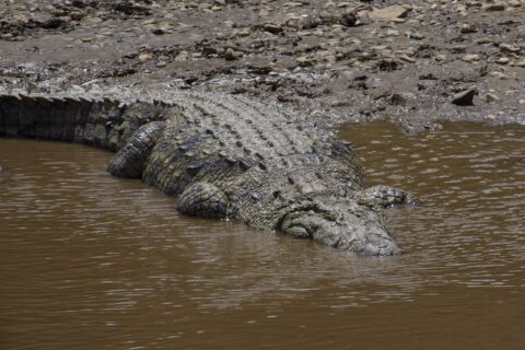 Ein großes Nilkrokodil gleitet von einem Ufer aus Schlamm und Kieseln ins braune Wasser, der gepanzerte Rücken von oben gesehen, der Kopf schon untergetaucht
