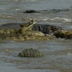 Fünf Nilkrokodile mit offenen Mäulern drängen sich im schlammigen Flusswasser, hinter ihnen ein Flusspferd