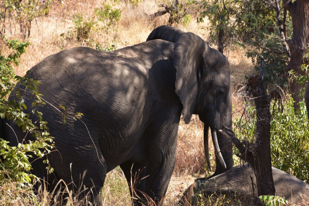 Ein Elefant im Dreiviertelprofil im hohen trockenen Gras, das Ohr abgespreizt und die Stoßzähne sichtbar, im Schatten der Bäume