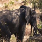 Ein Elefant im Dreiviertelprofil im hohen trockenen Gras, das Ohr abgespreizt und die Stoßzähne sichtbar, im Schatten der Bäume
