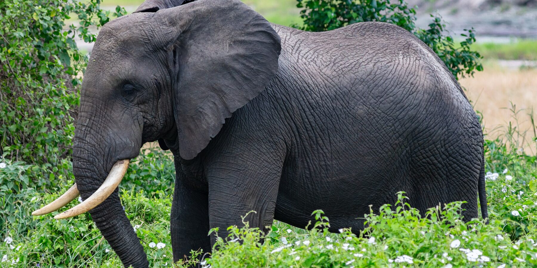 Ein Elefant im Profil in grüner, weiß blühender Vegetation, das Ohr gespreizt und die Stoßzähne nach vorn gebogen