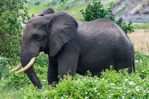 Ein Elefant im Profil in grüner, weiß blühender Vegetation, das Ohr gespreizt und die Stoßzähne nach vorn gebogen