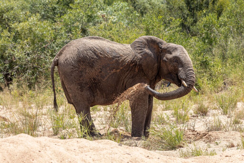 Ein Elefant steht im Sand eines trockenen Flussbetts und wirft sich mit dem Rüssel Sand auf die Flanke, dahinter grüner Busch