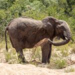 Ein Elefant steht im Sand eines trockenen Flussbetts und wirft sich mit dem Rüssel Sand auf die Flanke, dahinter grüner Busch