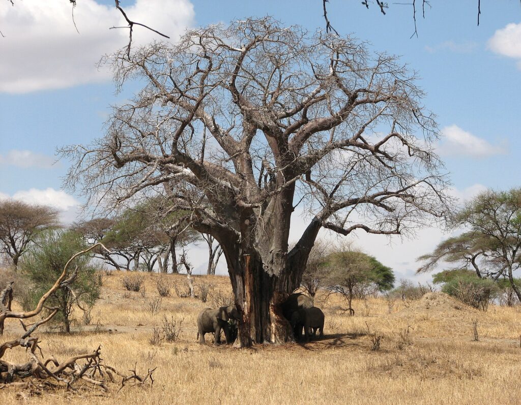 Drei Elefanten am Fuß eines blattlosen Baobabs, einer reißt Rinde vom Stamm, ringsum trockenes Gras