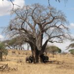 Drei Elefanten am Fuß eines blattlosen Baobabs, einer reißt Rinde vom Stamm, ringsum trockenes Gras