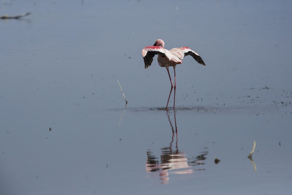 Ein einzelner Zwergflamingo im grauen Wasser streckt seine karminroten und schwarzen Flügel, den dunkelroten Schnabel an den Hals gelegt, darunter sein Spiegelbild