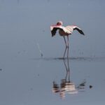 Ein einzelner Zwergflamingo im grauen Wasser streckt seine karminroten und schwarzen Flügel, den dunkelroten Schnabel an den Hals gelegt, darunter sein Spiegelbild