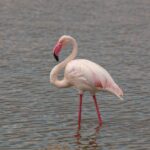Ein Rosaflamingo steht im flachen Wasser, mit rosaweißem Gefieder, rot gesäumten Flügeln und einem rosa Schnabel mit schwarzer Spitze, zum Hals gebogen