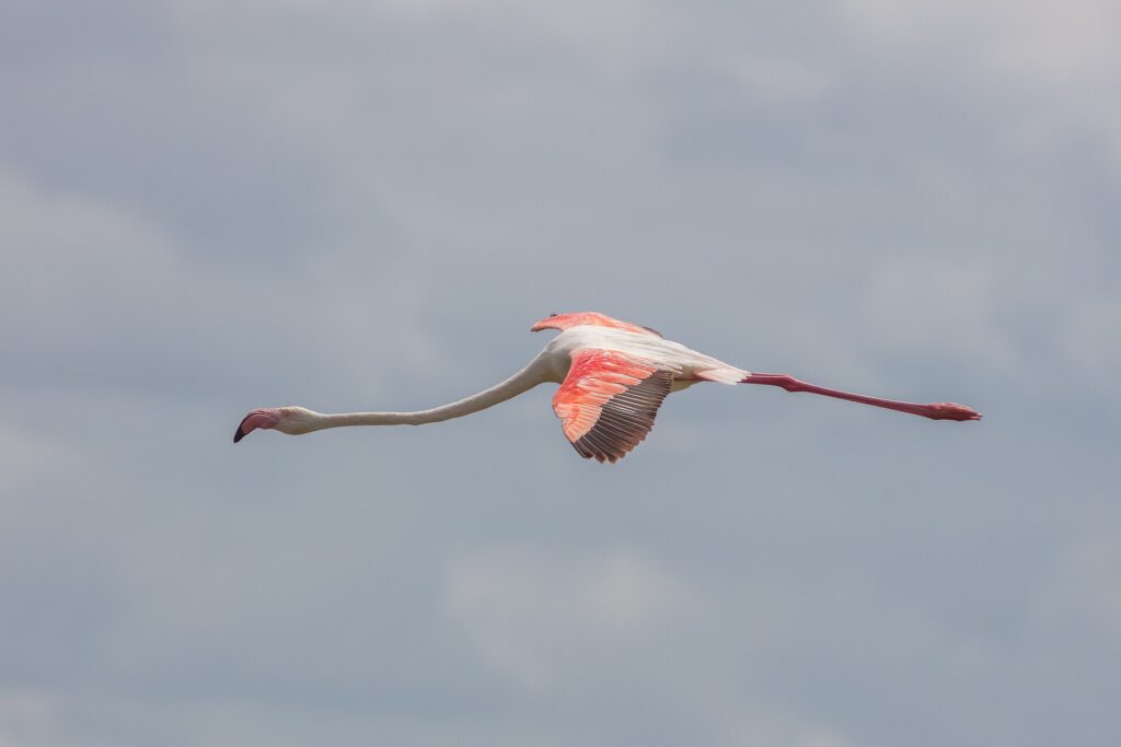 Ein Rosaflamingo im Flug, den Hals gestreckt, die rot-schwarzen Flügel vor grauem Himmel ausgebreitet