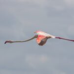 Ein Rosaflamingo im Flug, den Hals gestreckt, die rot-schwarzen Flügel vor grauem Himmel ausgebreitet