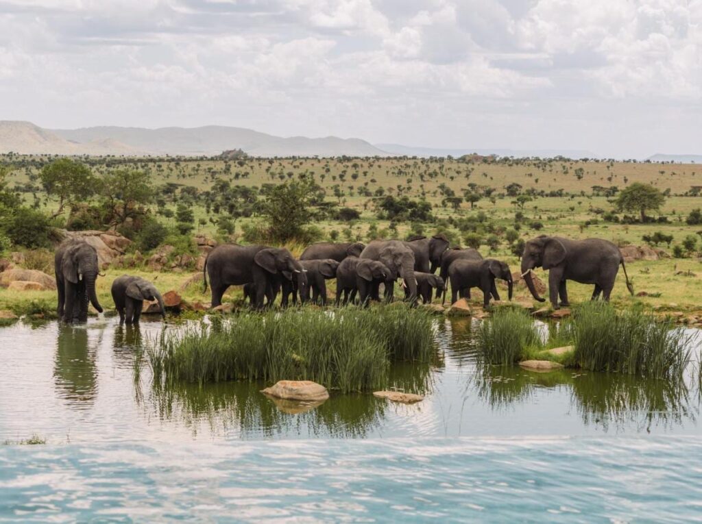 Eine Elefantenherde am Wasserloch, gesehen vom Infinity-Pool der Four Seasons Safari Lodge Serengeti