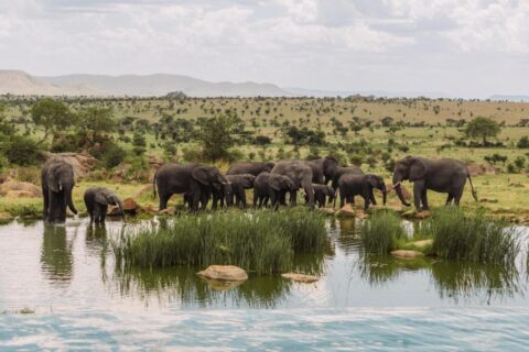 Eine Elefantenherde am Wasserloch, gesehen vom Infinity-Pool der Four Seasons Safari Lodge Serengeti