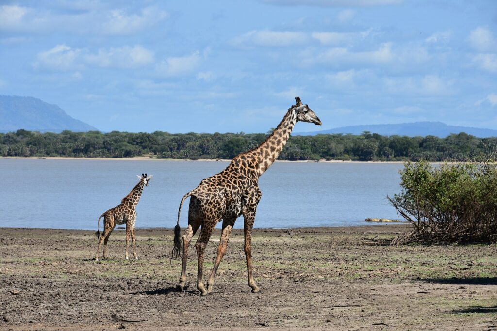 Eine ausgewachsene Giraffe und ein Jungtier laufen über das schlammige Ufer eines Sees, auf der anderen Seite ein Palmenwald