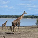 Eine ausgewachsene Giraffe und ein Jungtier laufen über das schlammige Ufer eines Sees, auf der anderen Seite ein Palmenwald