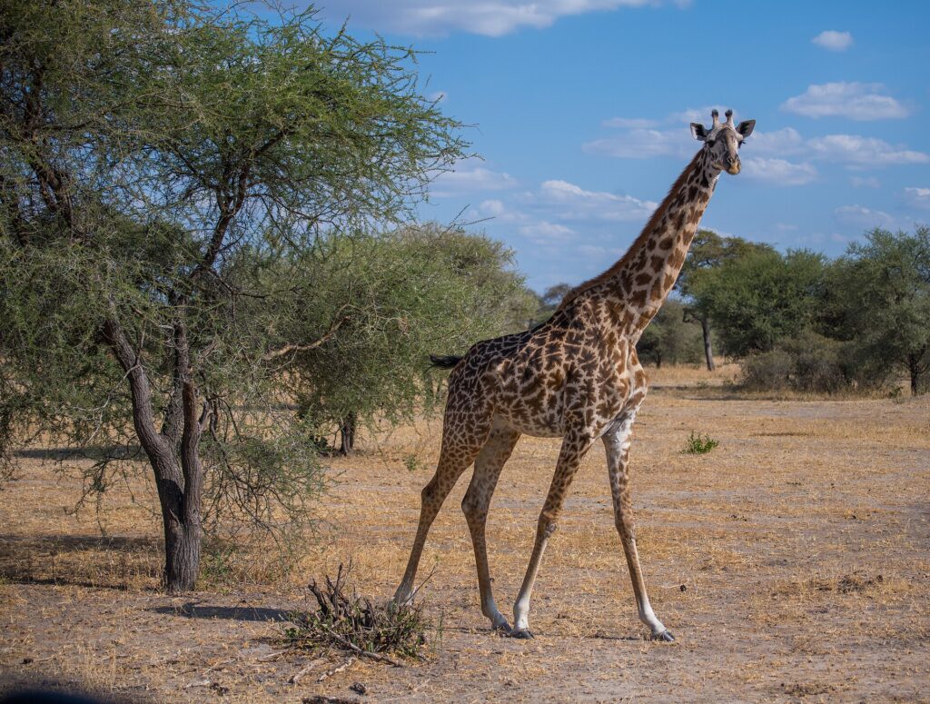 Eine Massai-Giraffe läuft durch die trockene Savanne und blickt in die Kamera, links von ihr eine Akazie