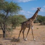 Eine Massai-Giraffe läuft durch die trockene Savanne und blickt in die Kamera, links von ihr eine Akazie
