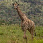 Eine Kapgiraffe läuft von vorn durch hohes grünes Gras, mit hellbraunen, unregelmäßig umrandeten Flecken, ein bewaldeter Hügel des Kraters hinter ihr