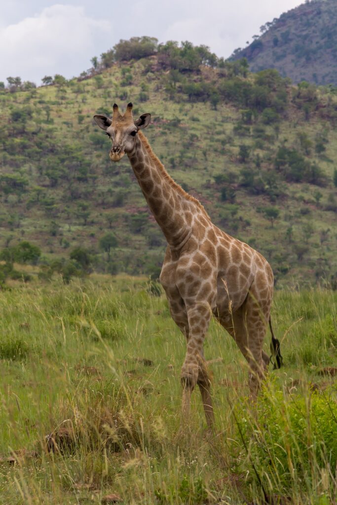 Eine Kapgiraffe läuft von vorn durch hohes grünes Gras, mit hellbraunen, unregelmäßig umrandeten Flecken, ein bewaldeter Hügel des Kraters hinter ihr