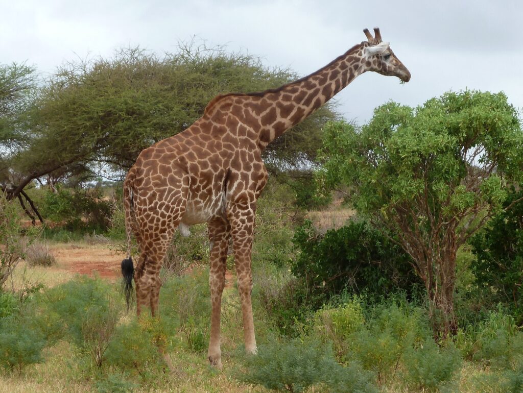 Eine Massai-Giraffe mit gezackten Flecken steht im Profil zwischen grünen Büschen und einer Akazie, links eine rote Erdpiste