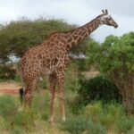 Eine Massai-Giraffe mit gezackten Flecken steht im Profil zwischen grünen Büschen und einer Akazie, links eine rote Erdpiste