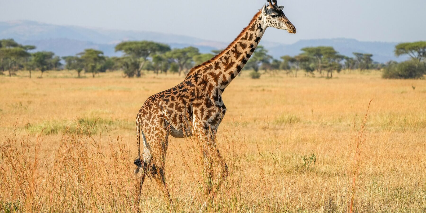Eine Massai-Giraffe läuft im Profil durch hohes gelbes Gras, die dunklen Flecken wie gezackte Blätter, dahinter Schirmakazien und blaue Hügel