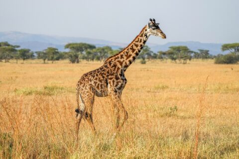 Eine Massai-Giraffe läuft im Profil durch hohes gelbes Gras, die dunklen Flecken wie gezackte Blätter, dahinter Schirmakazien und blaue Hügel