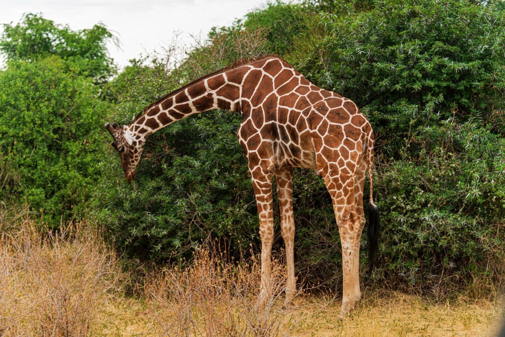 Eine Netzgiraffe neigt ihren langen Hals nach unten, um an einem grünen Busch zu fressen, das rotbraune Netzmuster des Fells gut sichtbar