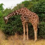 Eine Netzgiraffe neigt ihren langen Hals nach unten, um an einem grünen Busch zu fressen, das rotbraune Netzmuster des Fells gut sichtbar