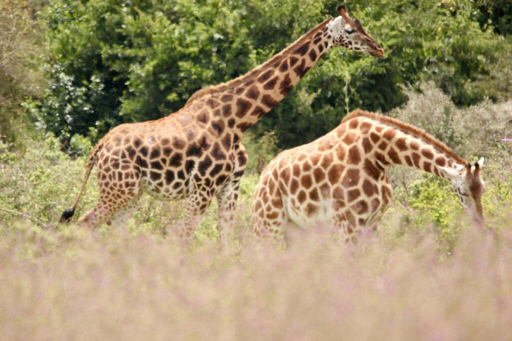 Zwei Rothschild-Giraffen mit weißen Beinen unterhalb des Knies laufen durch hohes, rötliches Gras vor grünen Büschen